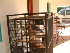 vend perroquet avec cage