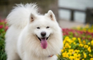 Samoyed femelle 8 mois chien casablanca