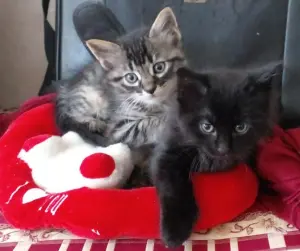 2 chatons pour adoption