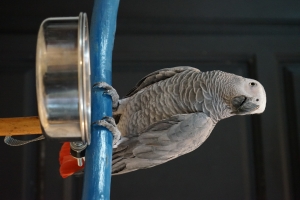 Perroquet gris du Gabon