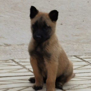 chiot malinois