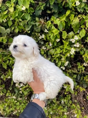 Chiots Bichon maltais pure race