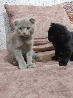 Chaton scottish fold . Race pure