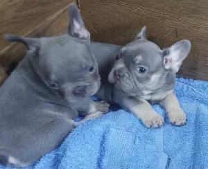 Exotique Bouledogue français à vendre