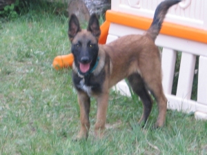 Malinois