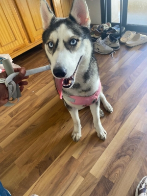 Husky yeux bleu (femelle)