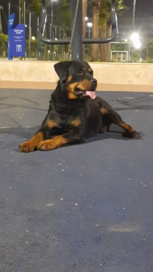 Femelle rottweiler race pure