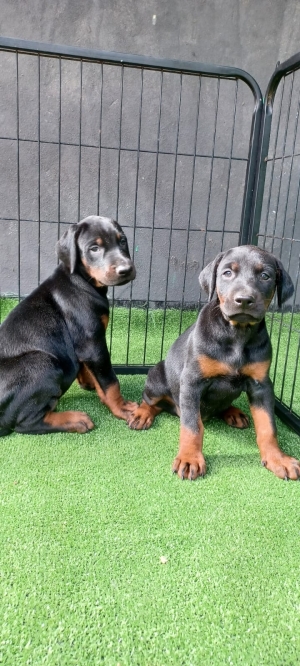 Magnifique Chiots doberman