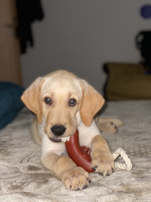 Labrador 3 mois, vacciné