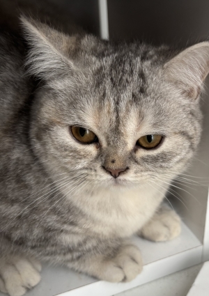 British shorthair