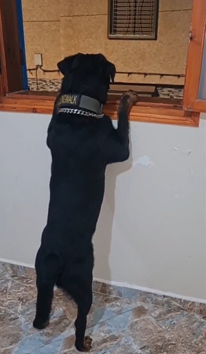 Pure Rottweiler