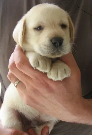 Chiots labrador