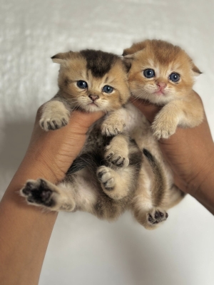 Scottish fold
