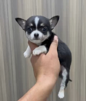 Chihuahua