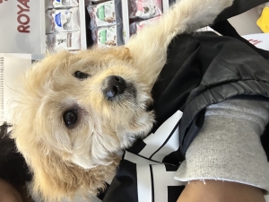 Bichon