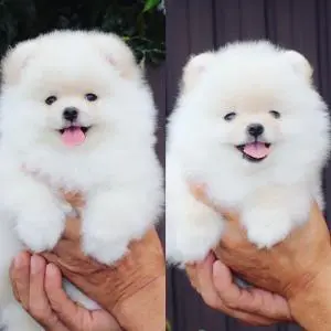 loulou pomeranian