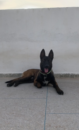 Chien malinois