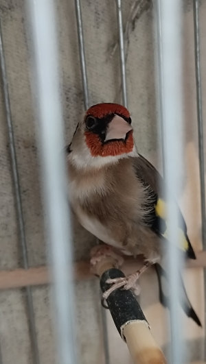 Male chardonneret