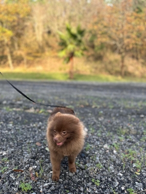 Pomeranian Male