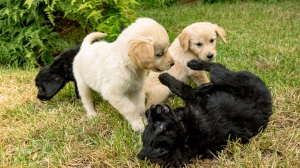 Magnifiques chiots Golden Retrievers 🐾