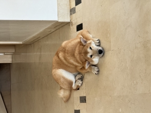 Shiba Inu