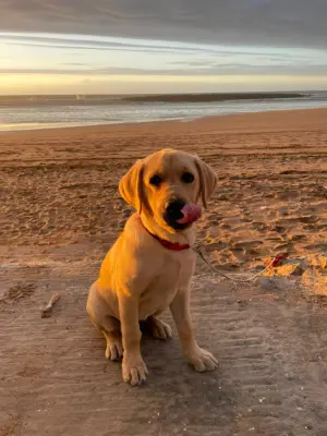 Labrador femelle de 5 mois entièrement vaccinée