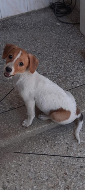 Jack russel a vendre