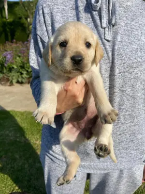 Chiots labrador