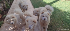 Chow chow à vendre