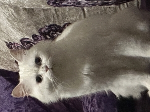 Persan