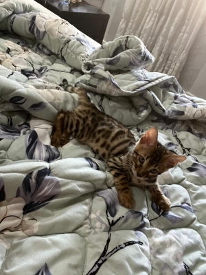 Chat bengal