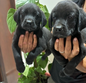 Labrador Noir 🐾