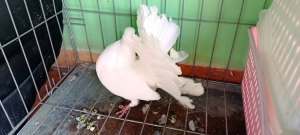 Couple pigeon paon