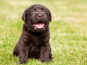 Male Labrador Chocolat Pure Race