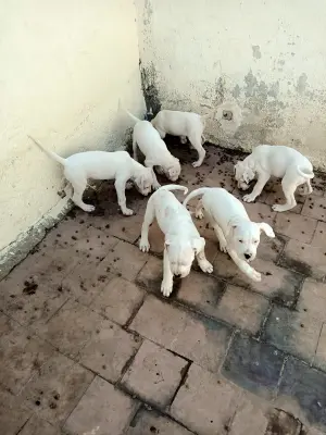 Dogue argentin