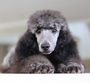 Silver city mini poodle