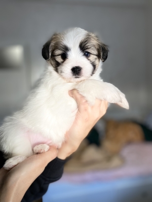 Chiots Maltipom adorables a vendre ( spitz x bichon maltais)