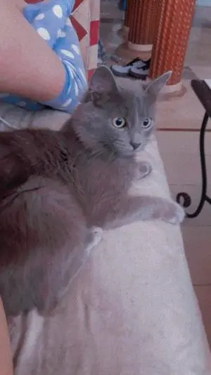 Nebelung