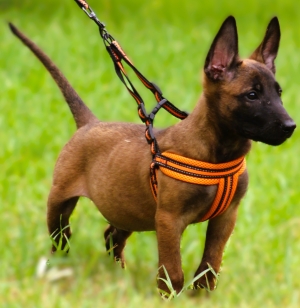 malinois