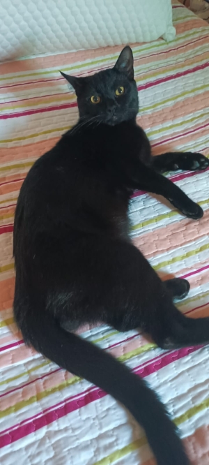 Adoption de chat noir