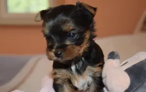 Yorkshire femelle chiot