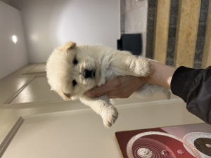 Bichon Havanais