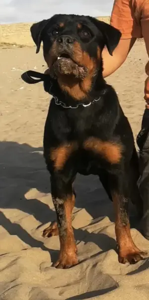 Femelle rottweiller