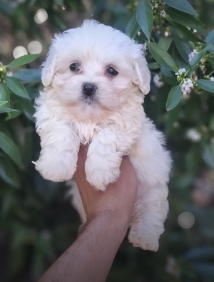 Bichon Maltais