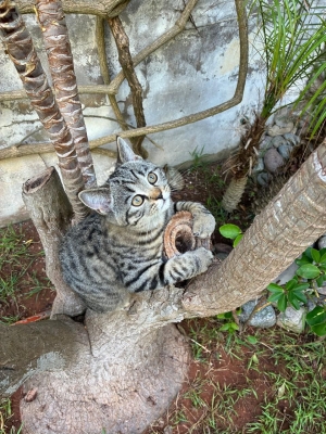 Scottish Straight mâle et femelle