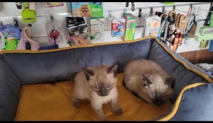 Chatons siamois