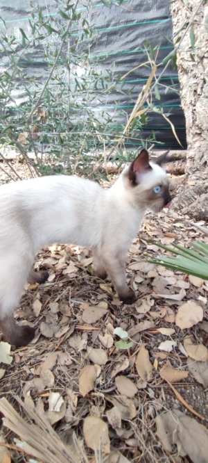 🌟 Chatons de Qualité Supérieure à Vendre: Birmanie et Autres Races Pure! 🌟