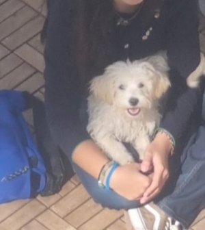 Chiot Bichon maltais