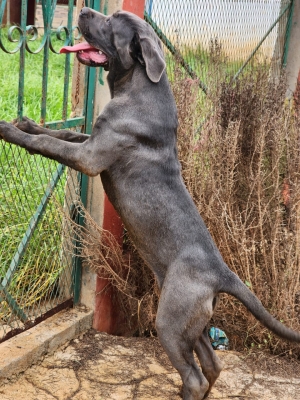 Cane corso