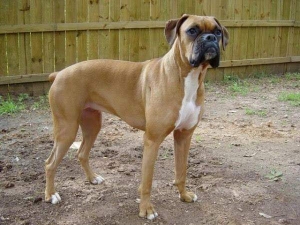 Disponibile femel boxer